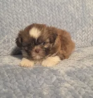 Rosalita M, a male Shih Tzu for sale in Buffalo, MO – 2 of 4