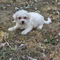 Autumn M, a male Bichon Frise for sale in Buffalo, MO – 3 of 7