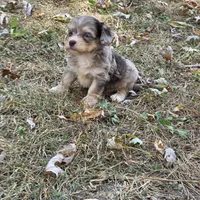 Morkipoo M3, a male Morkie for sale in Buffalo, MO – 3 of 3