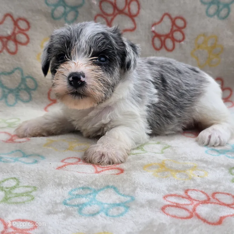 Izzy Ice M2 – Miniature Schnauzer puppy for sale in Buffalo, MO