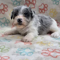 Izzy Ice M2, a male Miniature Schnauzer for sale in Buffalo, MO – 1 of 10