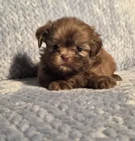 Rosalita F, a female Shih Tzu for sale in Buffalo, MO – 3 of 6