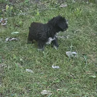 Blk/tan F, a female Miniature Schnauzer for sale in Buffalo, MO – 3 of 4