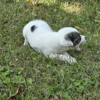 Harmony F1, a female Chorkie for sale in Buffalo, MO – 4 of 7