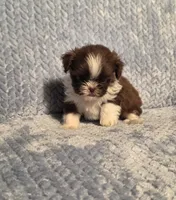 Rosalita Tiny F1, a female Shih Tzu for sale in Buffalo, MO – 2 of 8