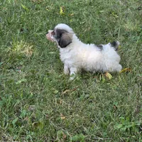 Million M1, a male Yorkipoo for sale in Buffalo, MO – 4 of 8