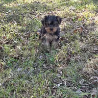 Sweetie F, a female Yorkshire Terrier for sale in Buffalo, MO – 2 of 7