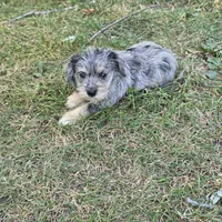 Merle F, a female Miniature Schnauzer for sale in Buffalo, MO – 2 of 5