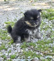 Aquata F1, a female Pomeranian for sale in Buffalo, MO – 3 of 5