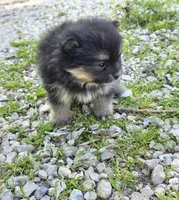 Aquata F1, a female Pomeranian for sale in Buffalo, MO – 5 of 5