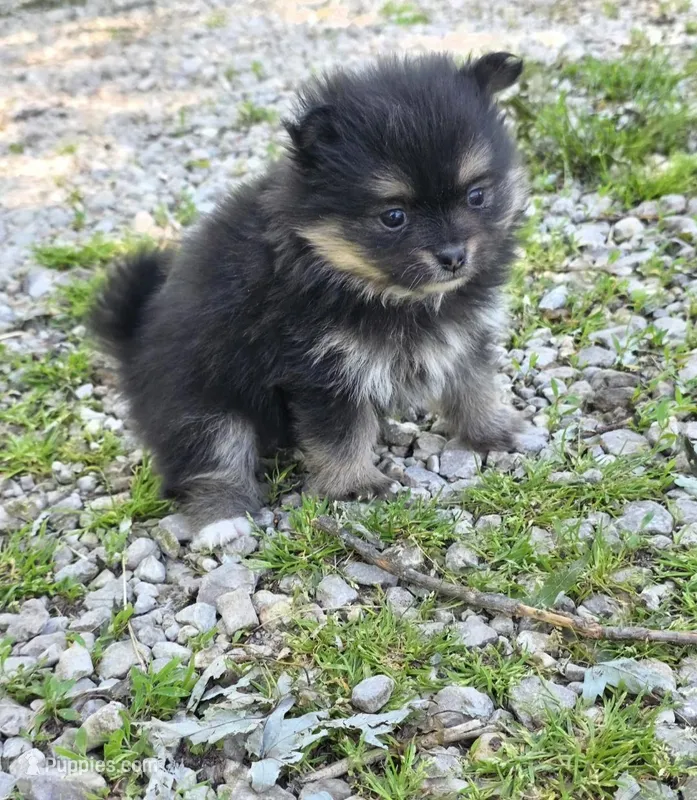 Aquata F1 – Pomeranian puppy for sale in Buffalo, MO
