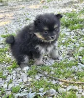 Aquata F1, a female Pomeranian for sale in Buffalo, MO – 2 of 5