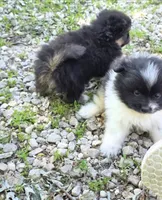 Aquata F1, a female Pomeranian for sale in Buffalo, MO – 4 of 5