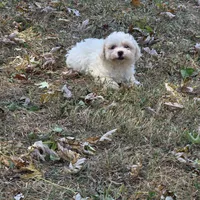 Autumn M, a male Bichon Frise for sale in Buffalo, MO – 6 of 7