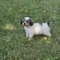 Million M1, a male Yorkipoo for sale in Buffalo, MO – 6 of 8