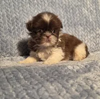 Nutmeg Tiny F1, a female Shih Tzu for sale in Buffalo, MO – 4 of 7