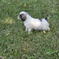 Million M1, a male Yorkipoo for sale in Buffalo, MO – 7 of 8