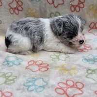 Izzy Ice M2, a male Miniature Schnauzer for sale in Buffalo, MO – 10 of 10