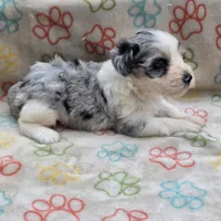 Izzy ice M4, a male Miniature Schnauzer for sale in Buffalo, MO – 7 of 10