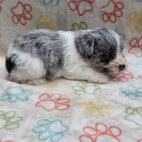 Izzy Ice M2, a male Miniature Schnauzer for sale in Buffalo, MO – 7 of 10