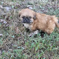 Small M2, a male Shih Tzu for sale in Buffalo, MO – 3 of 6