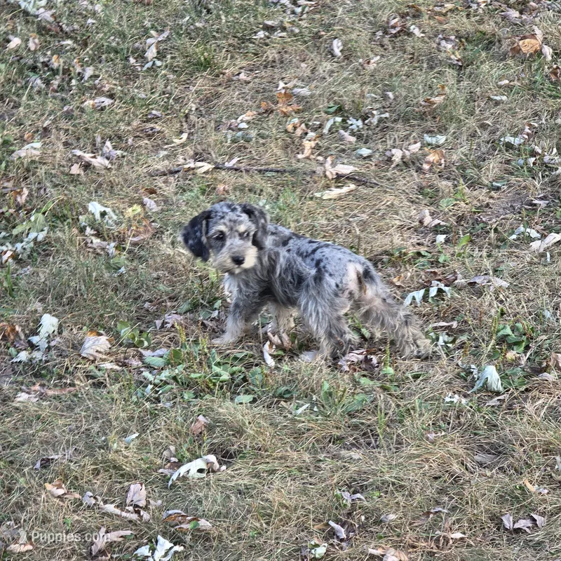 Merle F – Miniature Schnauzer puppy for sale in Buffalo, MO