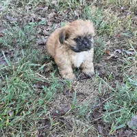 Small M2, a male Shih Tzu for sale in Buffalo, MO – 4 of 6