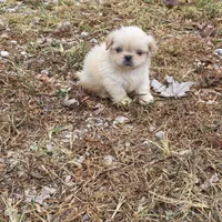 Cream M, a male Shih Tzu for sale in Buffalo, MO – 3 of 4