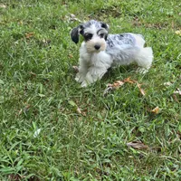 Merle M, a male Miniature Schnauzer for sale in Buffalo, MO – 8 of 9