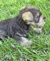 Windy F3, a female Miniature Schnauzer for sale in Buffalo, MO – 1 of 4