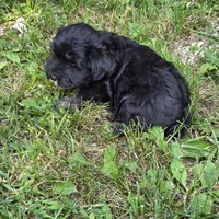 Black M, a male Miniature Schnauzer for sale in Buffalo, MO – 4 of 6