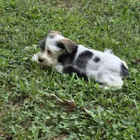 Blk/white F, a female Miniature Schnauzer for sale in Buffalo, MO – 4 of 5