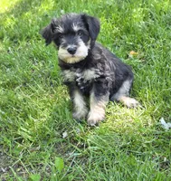 Windy M1, a male Miniature Schnauzer for sale in Buffalo, MO – 4 of 5