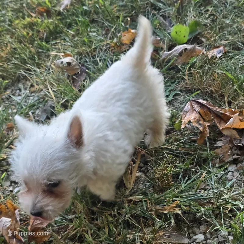 Buddy – West Highland White Terrier puppy for sale in Buffalo, MO