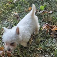 Buddy, a male West Highland White Terrier for sale in Buffalo, MO – 1 of 4