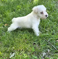 Windy M2, a male Miniature Schnauzer for sale in Buffalo, MO – 1 of 5
