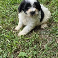 Autumn M1, a male Schnoodle for sale in Buffalo, MO – 2 of 6