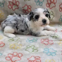 Izzy ice M4, a male Miniature Schnauzer for sale in Buffalo, MO – 5 of 10