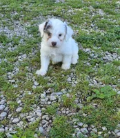 Yorkipoo M3, a male Yorkipoo for sale in Buffalo, MO – 6 of 8
