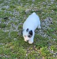 Poo M2, a male Yorkipoo for sale in Buffalo, MO – 4 of 5