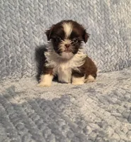 Rosalita Tiny F1, a female Shih Tzu for sale in Buffalo, MO – 4 of 8