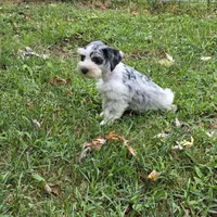 Merle M, a male Miniature Schnauzer for sale in Buffalo, MO – 4 of 9