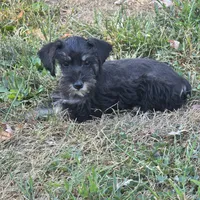 Beauty, a female Miniature Schnauzer for sale in Buffalo, MO – 2 of 10