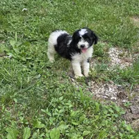 Autumn F2, a female Schnoodle for sale in Buffalo, MO – 8 of 8