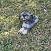 Mazie M, a male Miniature Schnauzer for sale in Buffalo, MO – 4 of 8