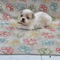 Gold/white boy, a male Shih Tzu for sale in Buffalo, MO – 2 of 6