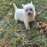Sweetie, a female West Highland White Terrier for sale in Buffalo, MO – 3 of 3