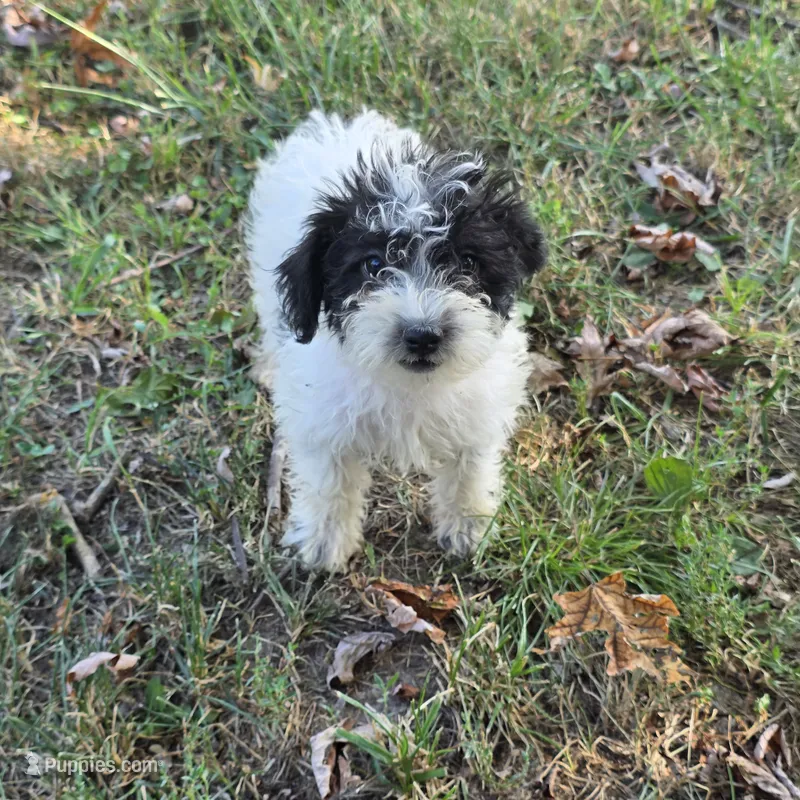 Autumn F4 – Schnoodle puppy for sale in Buffalo, MO