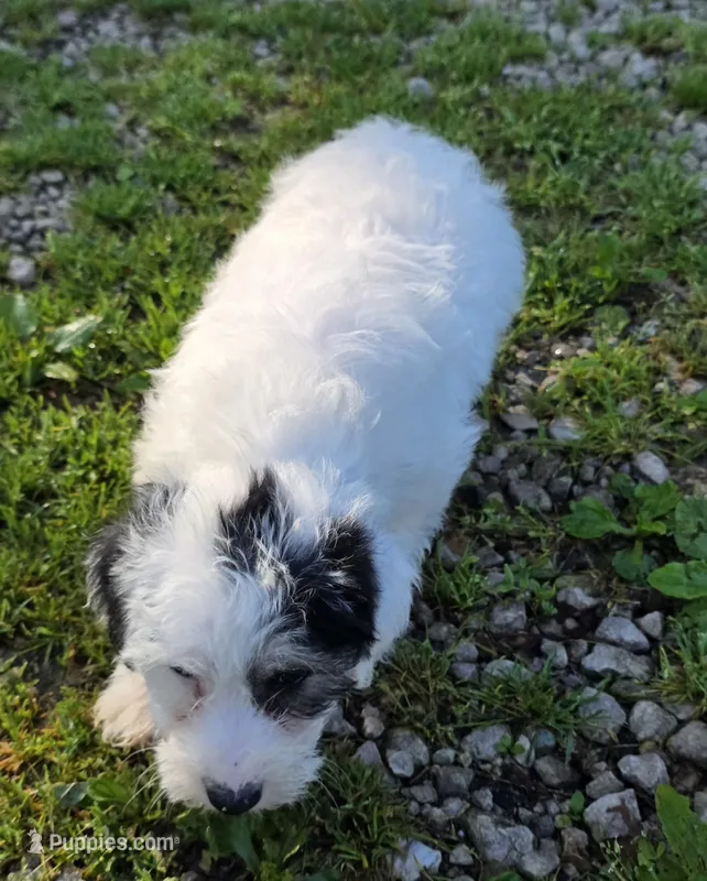Poo M2 – Yorkipoo puppy for sale in Buffalo, MO
