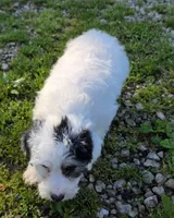 Poo M2, a male Yorkipoo for sale in Buffalo, MO – 1 of 5